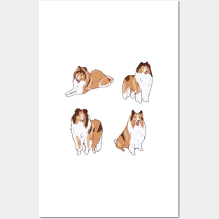 Collie dog pack Posters and Art